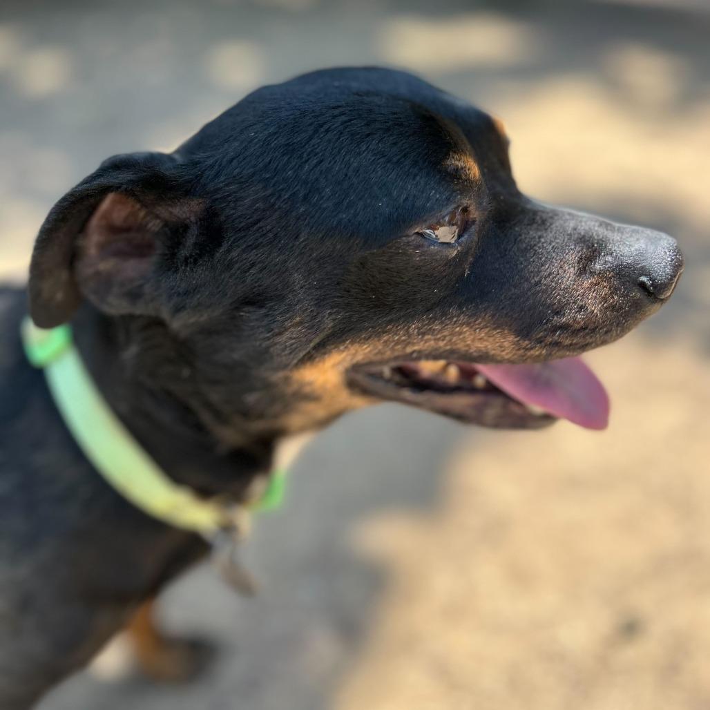 Enlarge Beef Jerky, a Adoptable mixed breed in Riverside, CA image 6/6