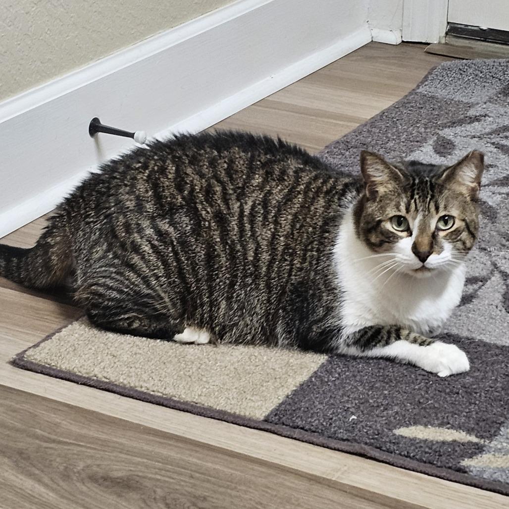 Loki — thumbnail 2