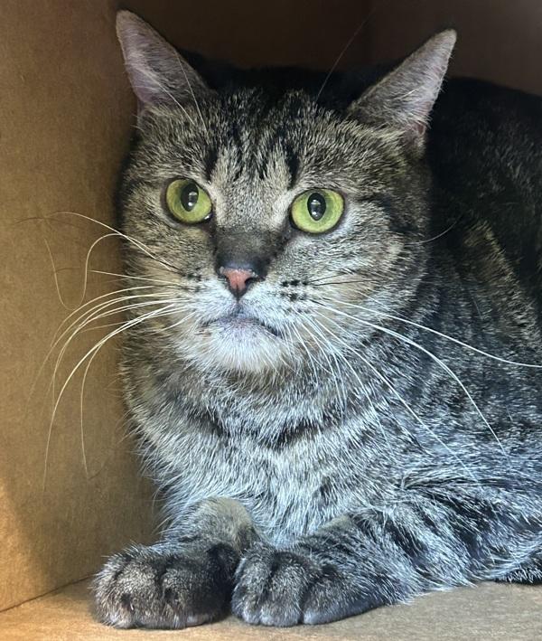 Enlarge Sandy, a Adoptable Domestic Short Hair in Sioux City, IA image 1/2