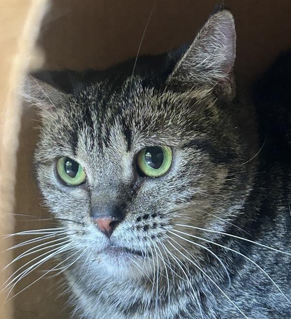Enlarge Sandy, a Adoptable Domestic Short Hair in Sioux City, IA image 2/2