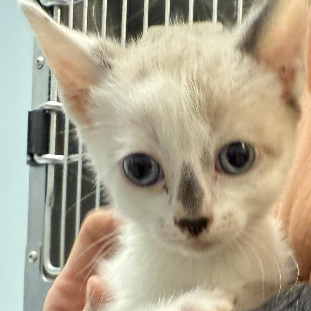 Lola, Adoptable, Kitten Female Snowshoe.