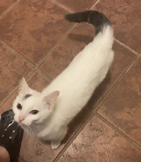 Toki, ADOPTABLE, Young Male Domestic Short Hair.