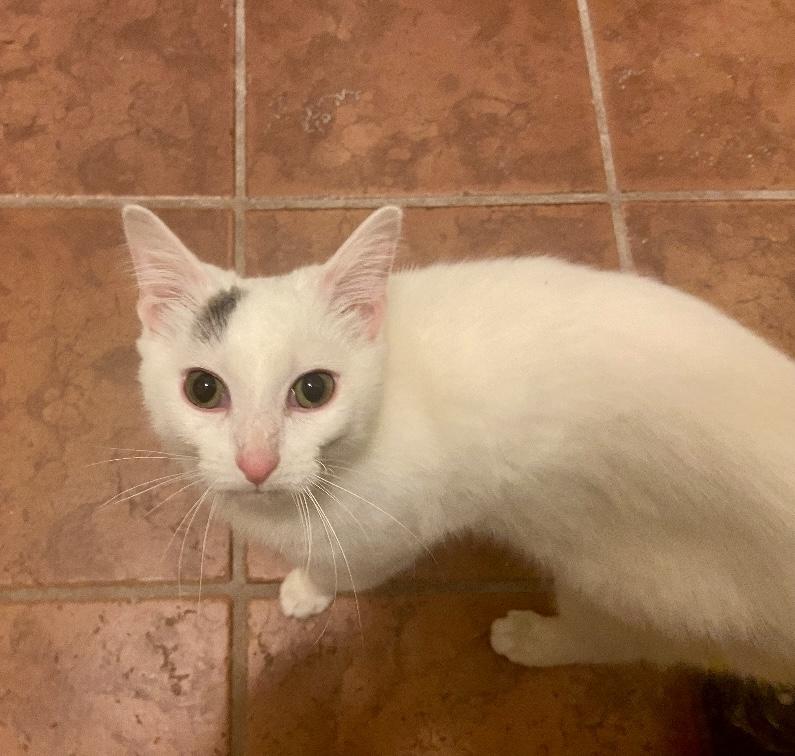 Toki, a ADOPTABLE Domestic Short Hair in Bardstown, KY image 3/4