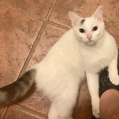 Toki, a ADOPTABLE Domestic Short Hair in Bardstown, KY image 4/4