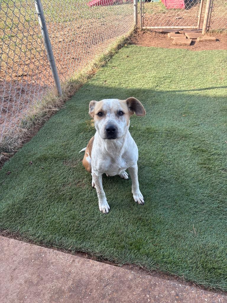 Royalty (Debra), Adoptable, Young Female Terrier & Mixed Breed.
