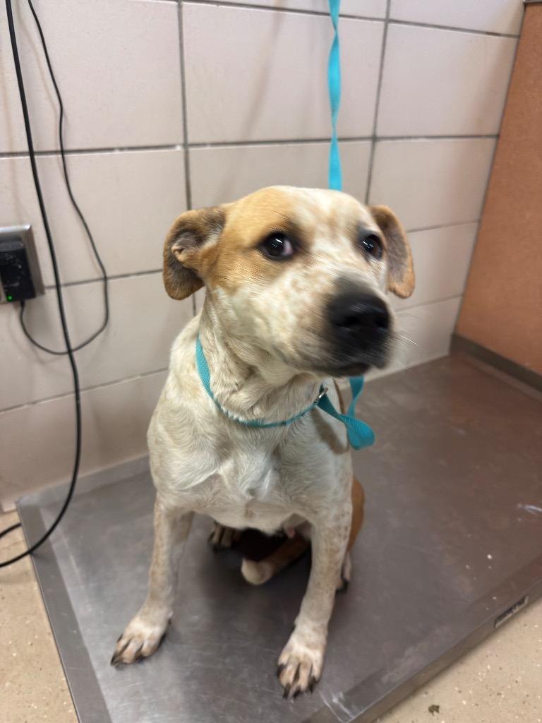 Enlarge Royalty (Debra), a Adoptable mixed breed in Bossier City, LA image 2/2