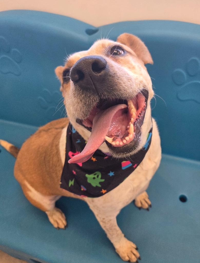 Enlarge Royalty (Debra), a Adoptable mixed breed in Bossier City, LA image 3/3