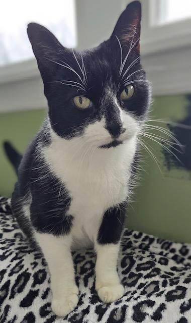 Enlarge Skippy, a ADOPTABLE American Shorthair in East Orange, NJ image 2/2