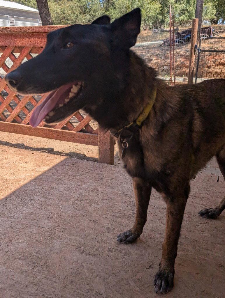 Kolton, Adoptable, Adult Male Belgian Shepherd / Malinois.
