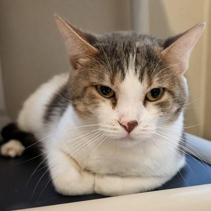 Sirius, an adopted Domestic Short Hair in Dubuque, IA image 1/2