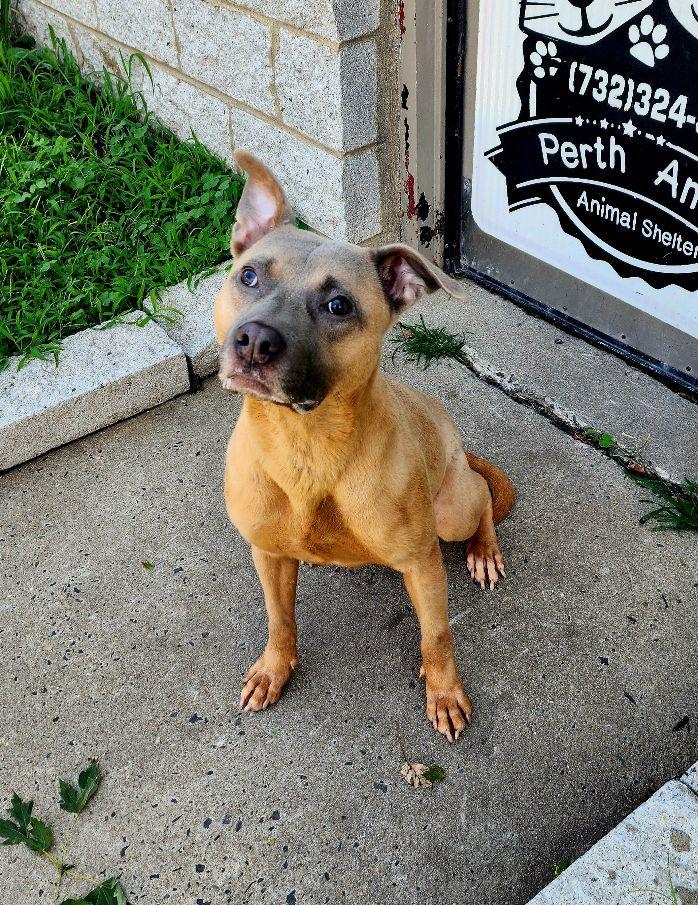 Enlarge Waldo, a ADOPTABLE mixed breed in Perth Amboy, NJ image 2/3