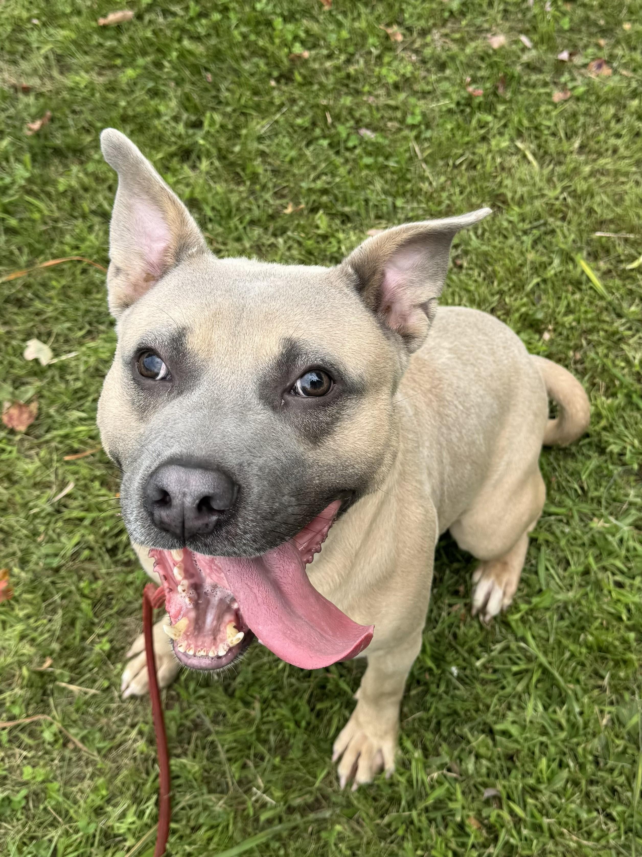 Enlarge Waldo, a Adoptable mixed breed in Perth Amboy, NJ image 1/4