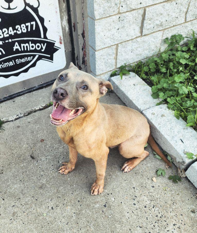 Waldo, ADOPTABLE, Young Male American Staffordshire Terrier.