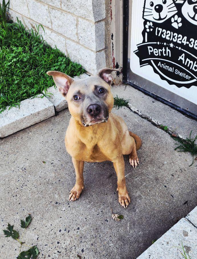 Enlarge Waldo, a ADOPTABLE mixed breed in Perth Amboy, NJ image 3/3