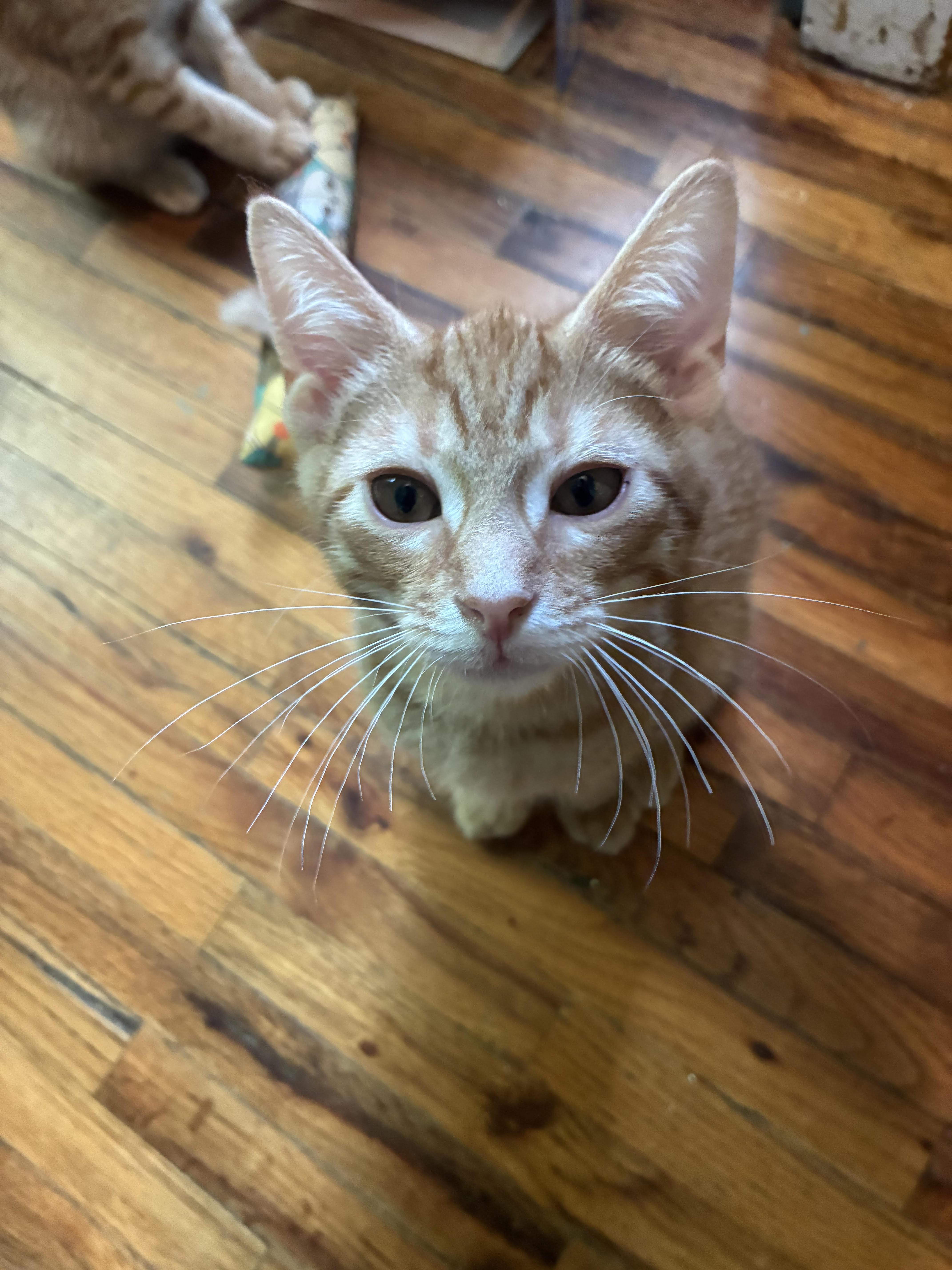 George, ADOPTABLE, Kitten Male Domestic Short Hair.