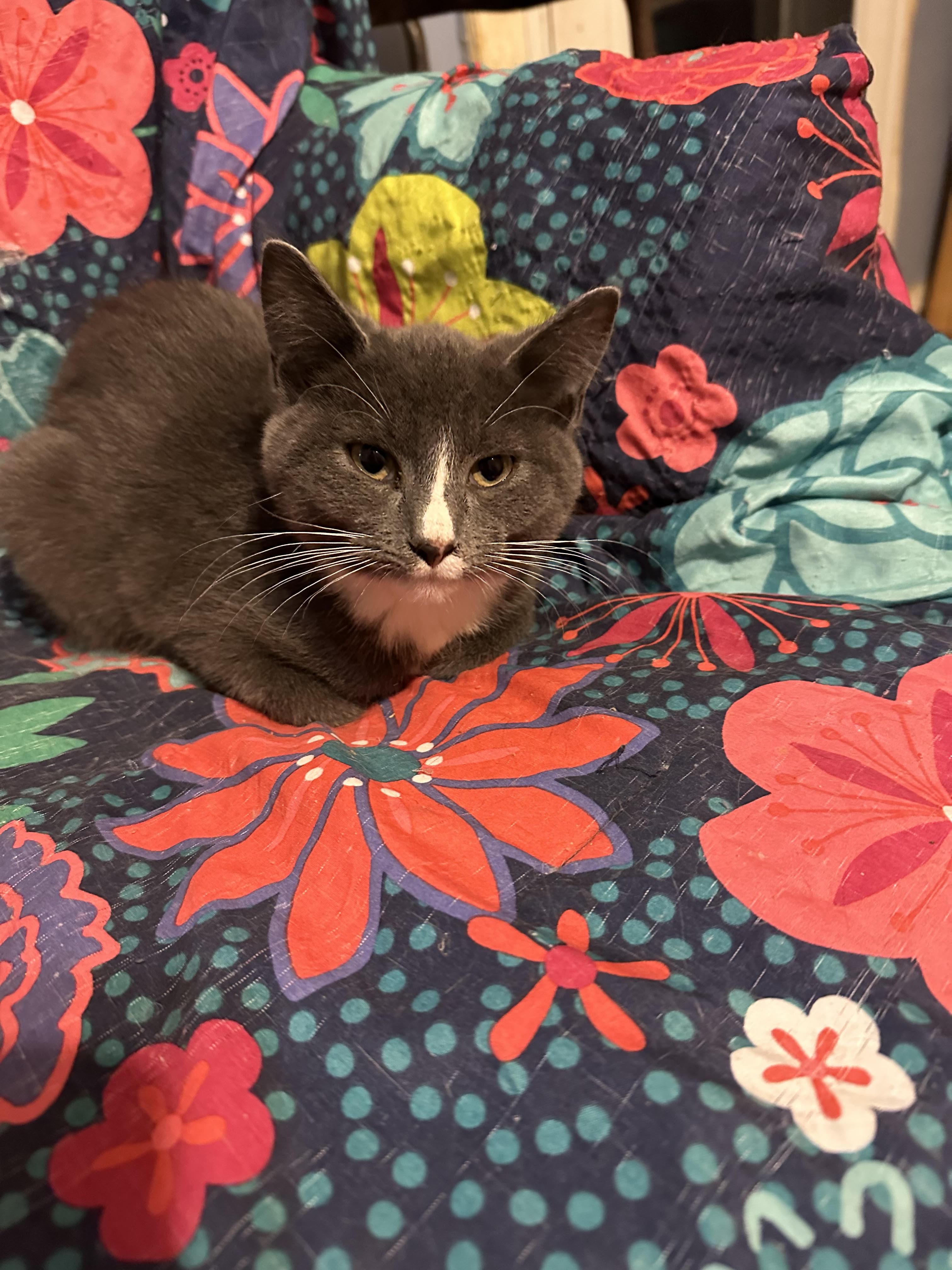 George, a ADOPTABLE Domestic Short Hair in Howell, MI image 2/2