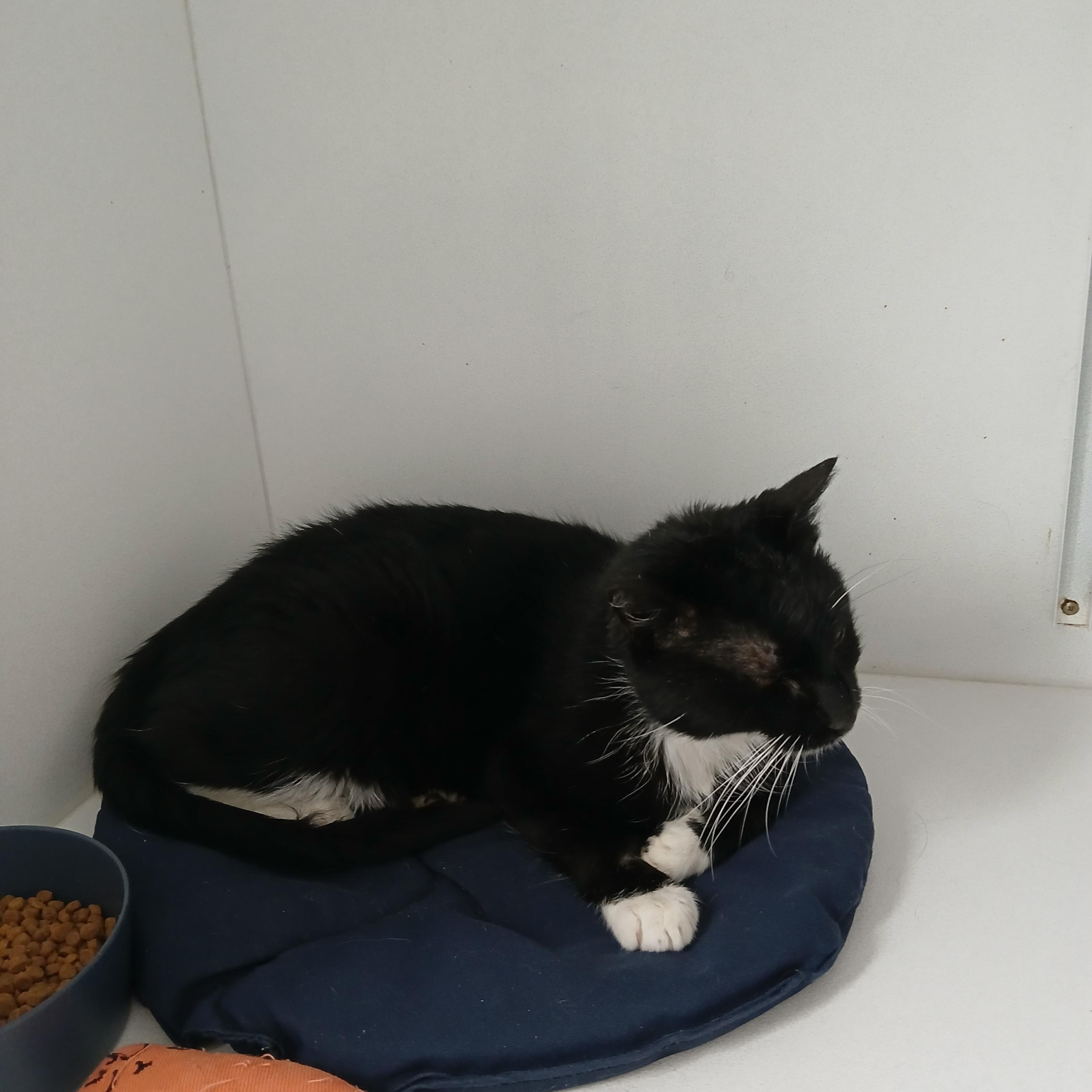 Enlarge Skippy, a ADOPTABLE American Shorthair in Iowa Falls, IA image 1/1