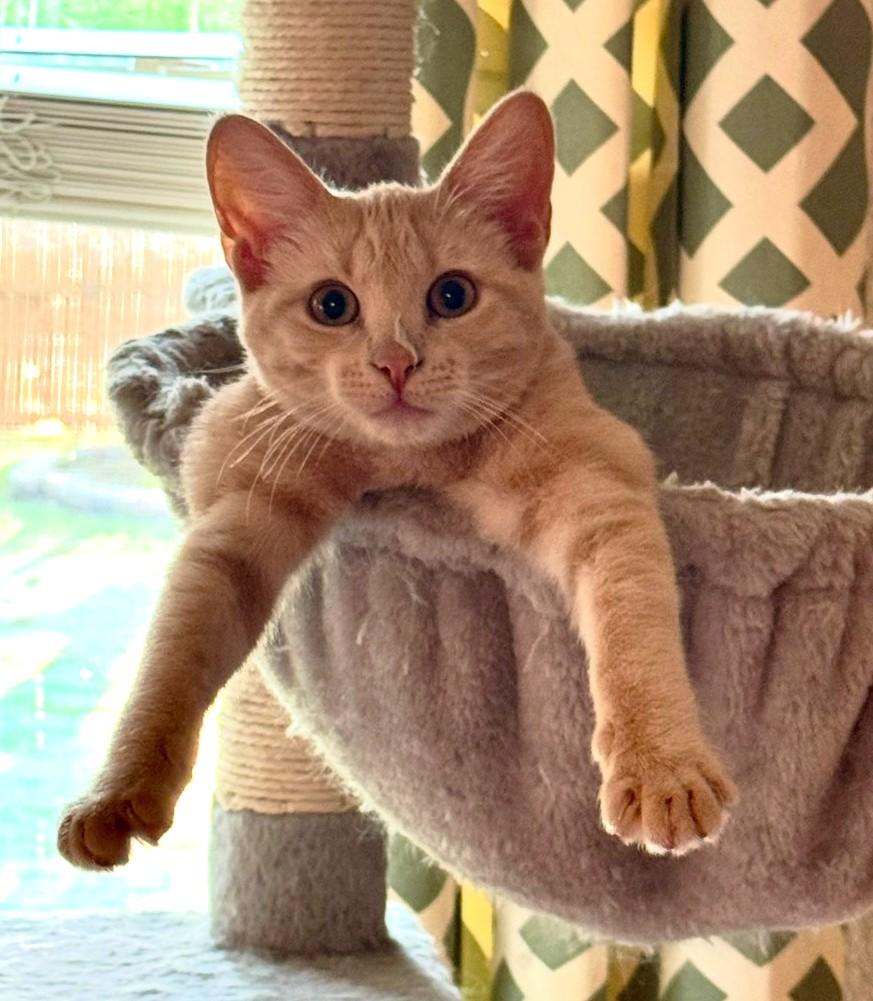 Sugar (bonded with Bandit), adoptable, Young Female Tabby.