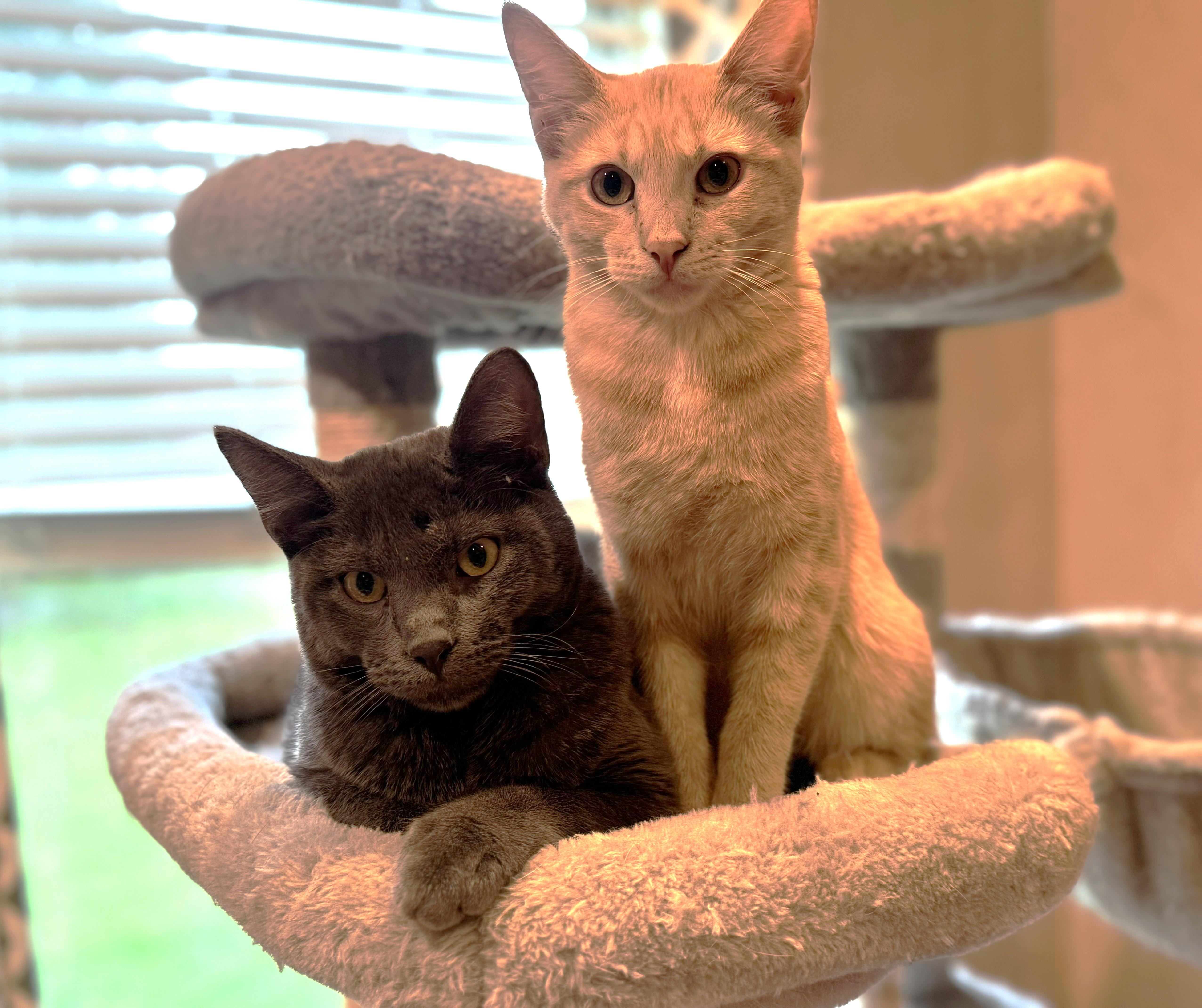 Enlarge Sugar (bonded with Bandit), an adoptable Tabby in Bentonville, AR image 2/2