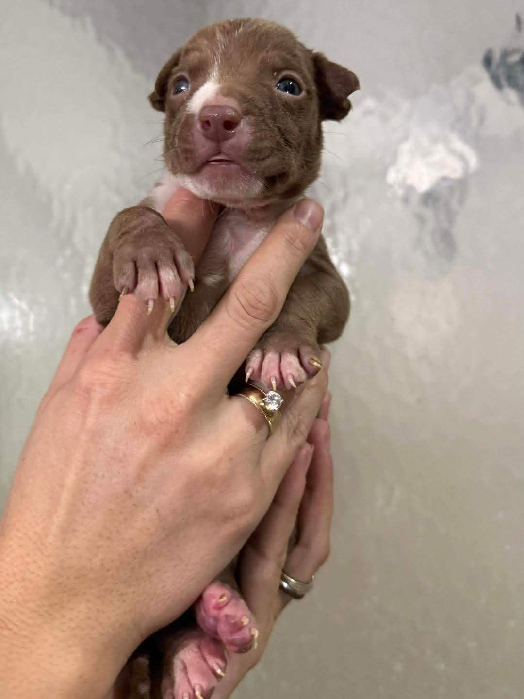 Dipper, adopted, Puppy Male Pit Bull Terrier.