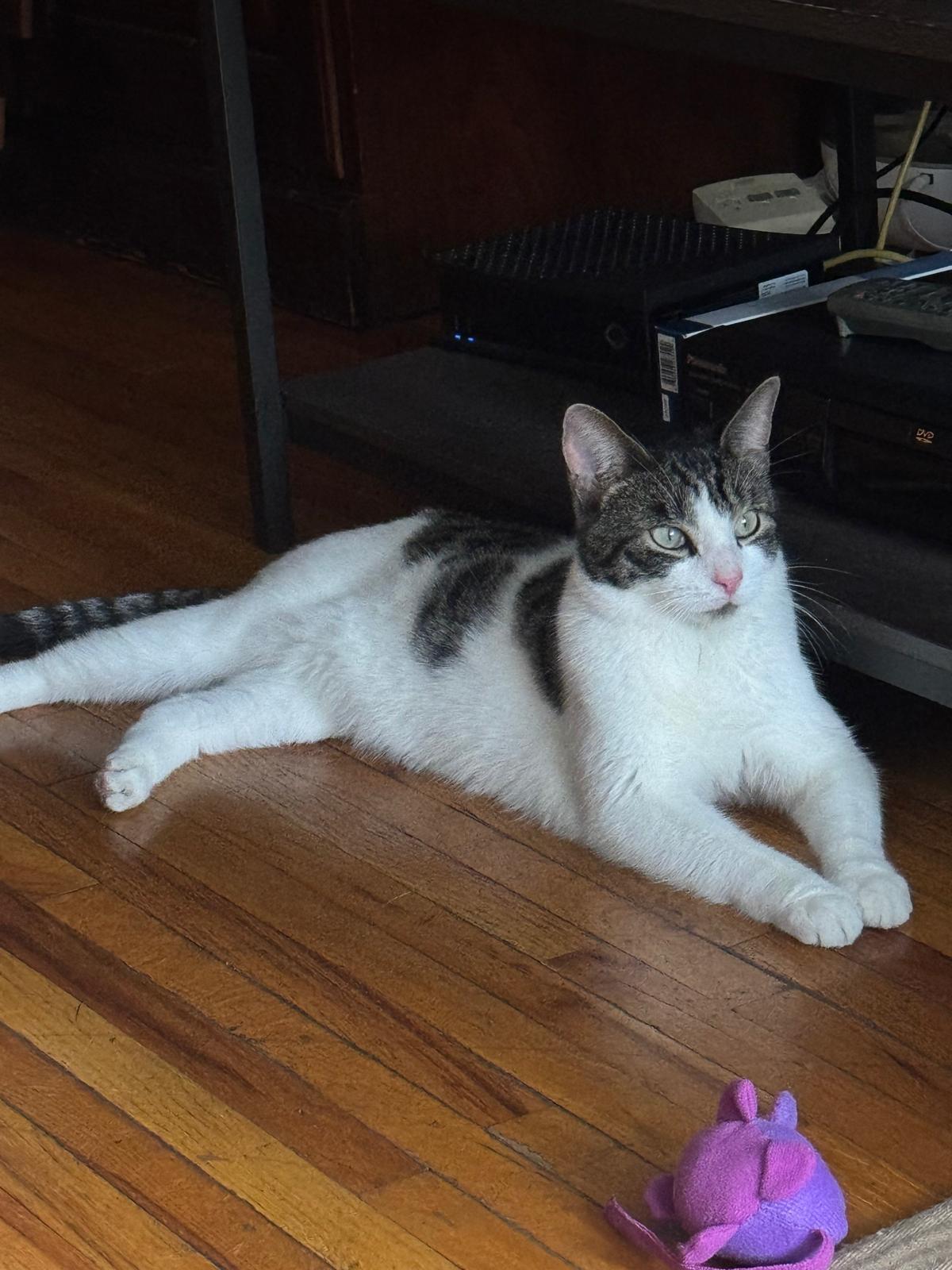 Enlarge Pip, a Adoptable Domestic Short Hair in New York, NY image 2/3