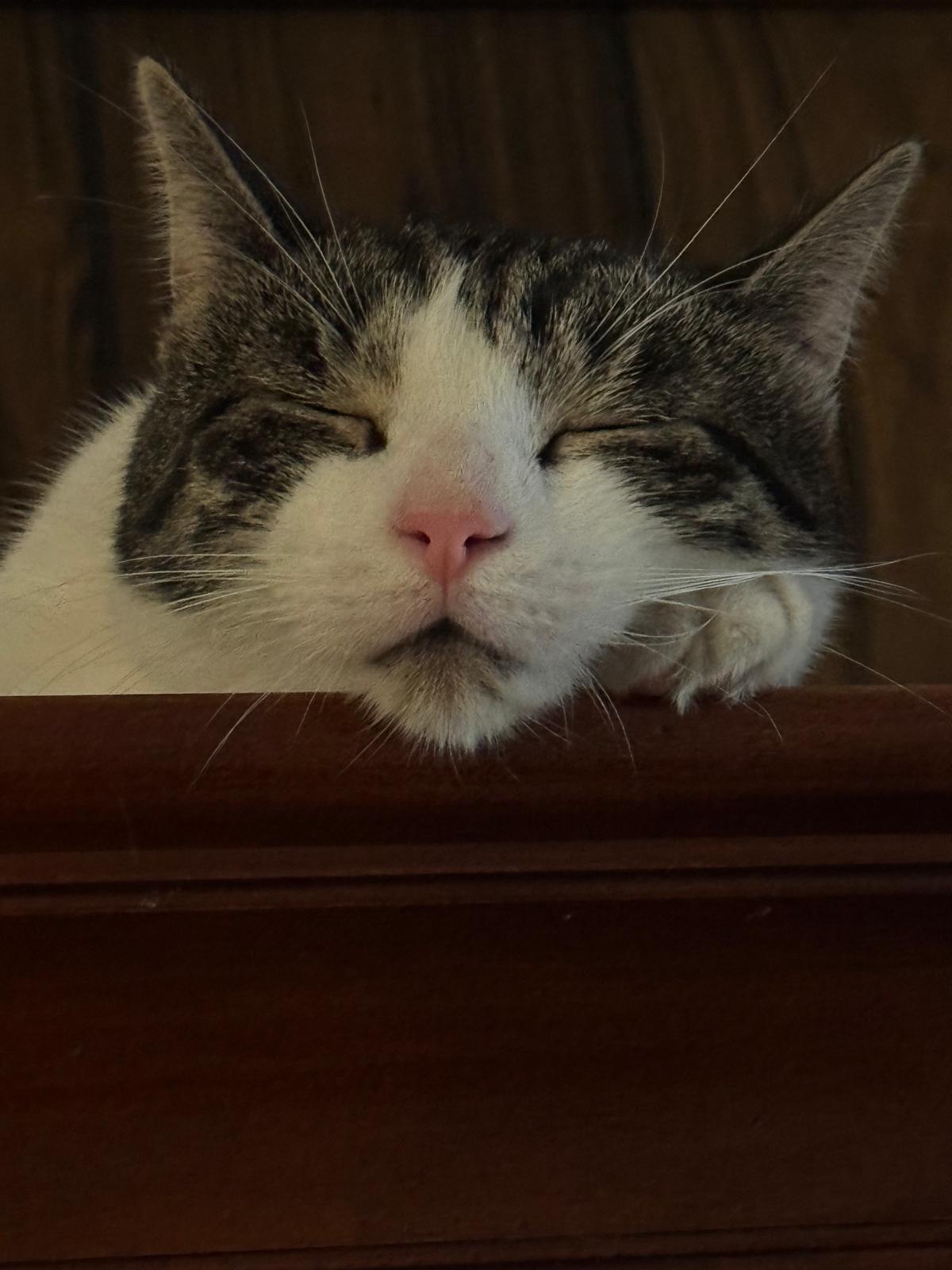 Enlarge Pip, a Adoptable Domestic Short Hair in New York, NY image 1/3