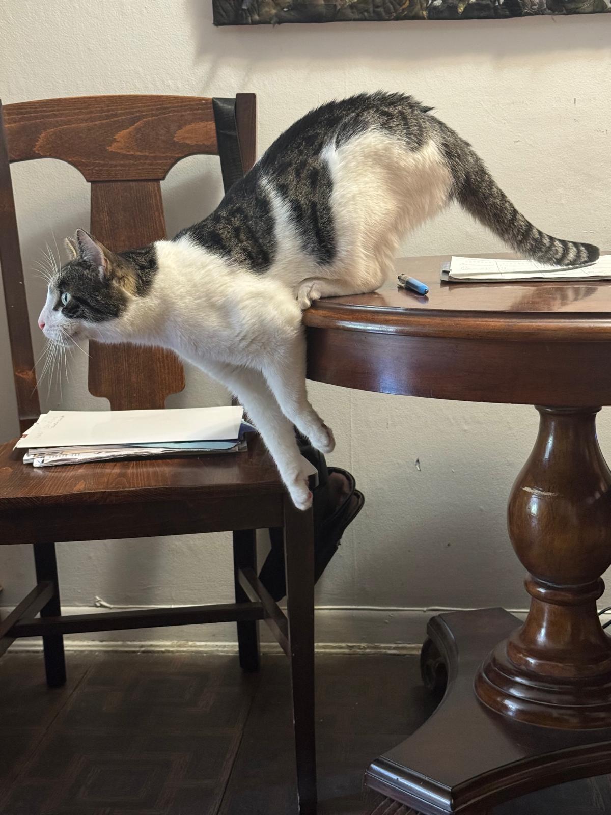 Enlarge Pip, a Adoptable Domestic Short Hair in New York, NY image 3/3