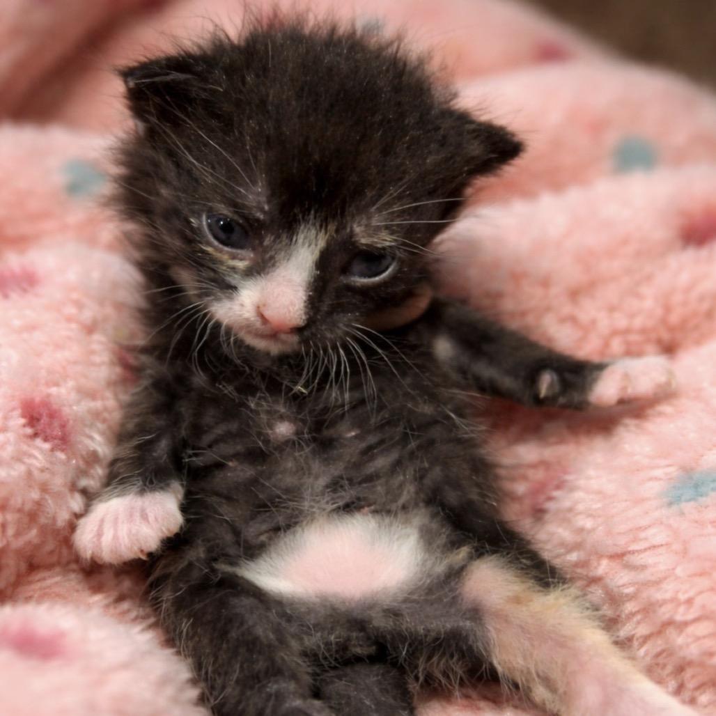 Enlarge Zulu, a Adoptable American Shorthair in Monroe, MI image 2/5