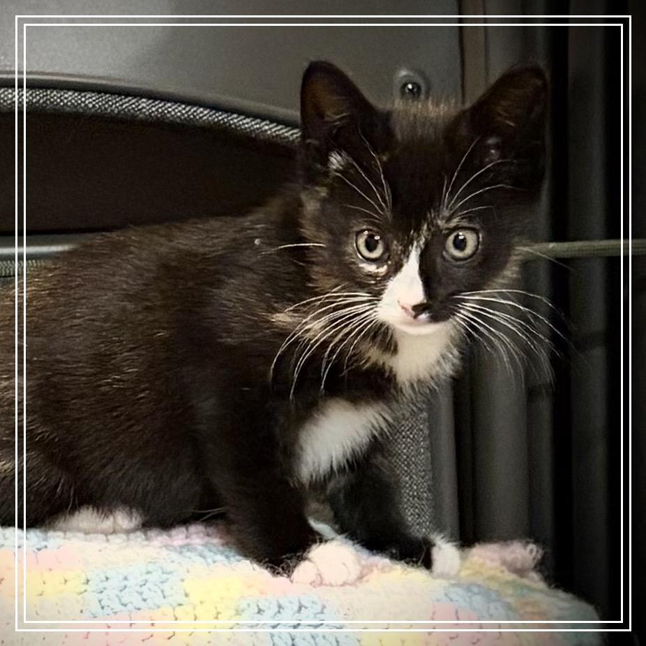 Enlarge Zulu, a Adoptable American Shorthair in Monroe, MI image 4/5