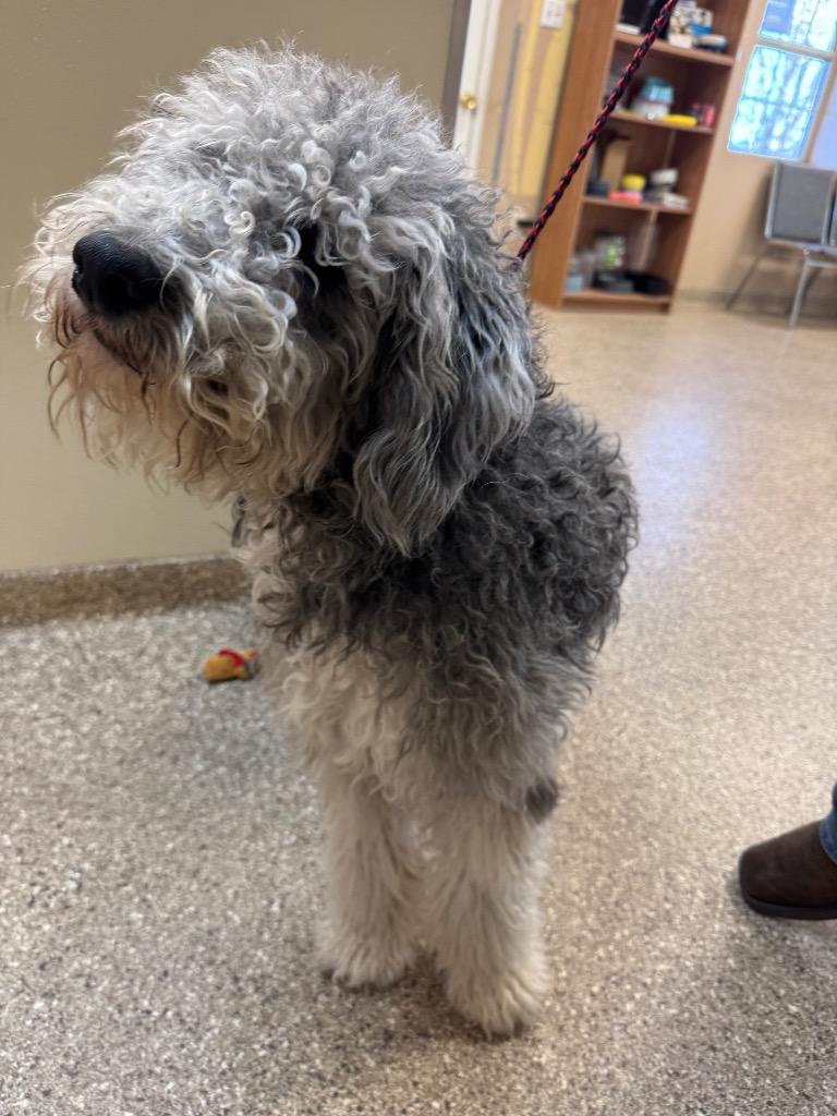 Shep, Adoptable, Young Male Portuguese Water Dog & Poodle.