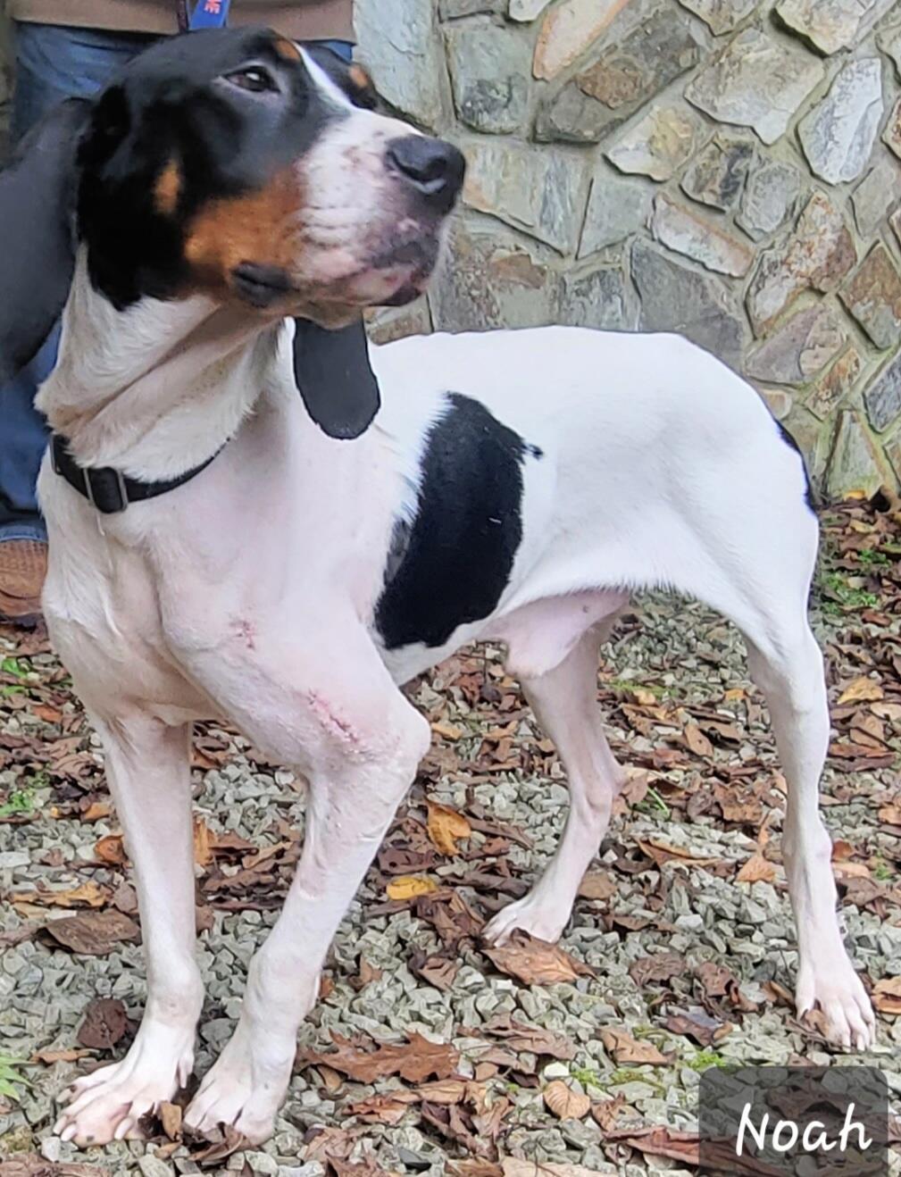 Noah, a Adoptable Treeing Walker Coonhound in Lexington, MA image 2/4