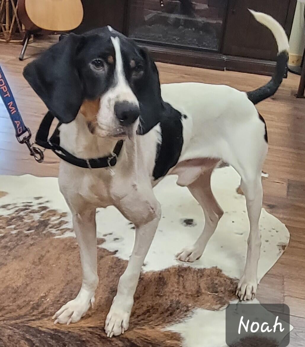 Noah, a Adoptable Treeing Walker Coonhound in Lexington, MA image 4/4