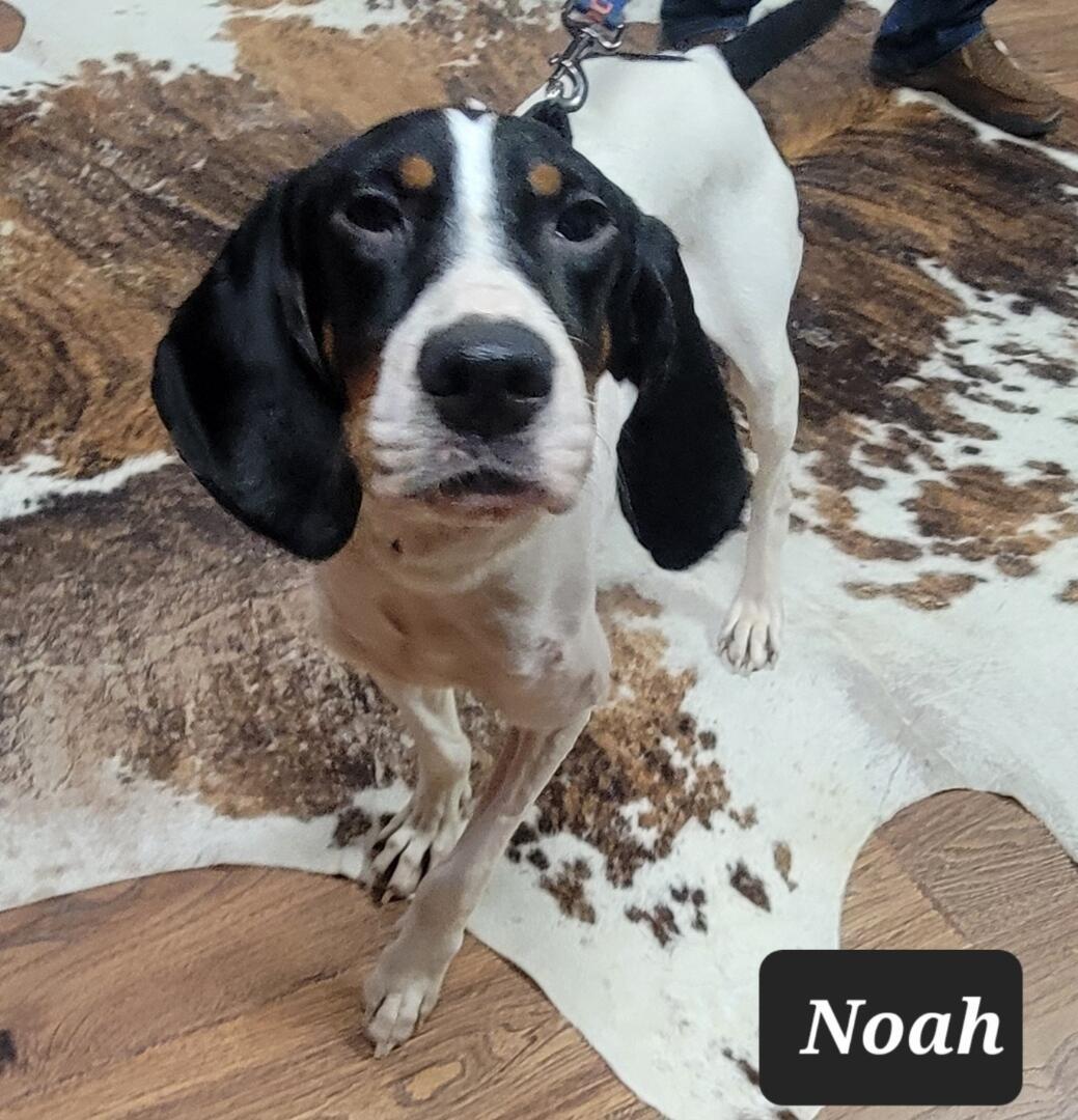 Noah, Adoptable, Adult Male Treeing Walker Coonhound.