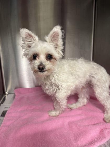 Baby, Adoptable, Adult Male Maltese.