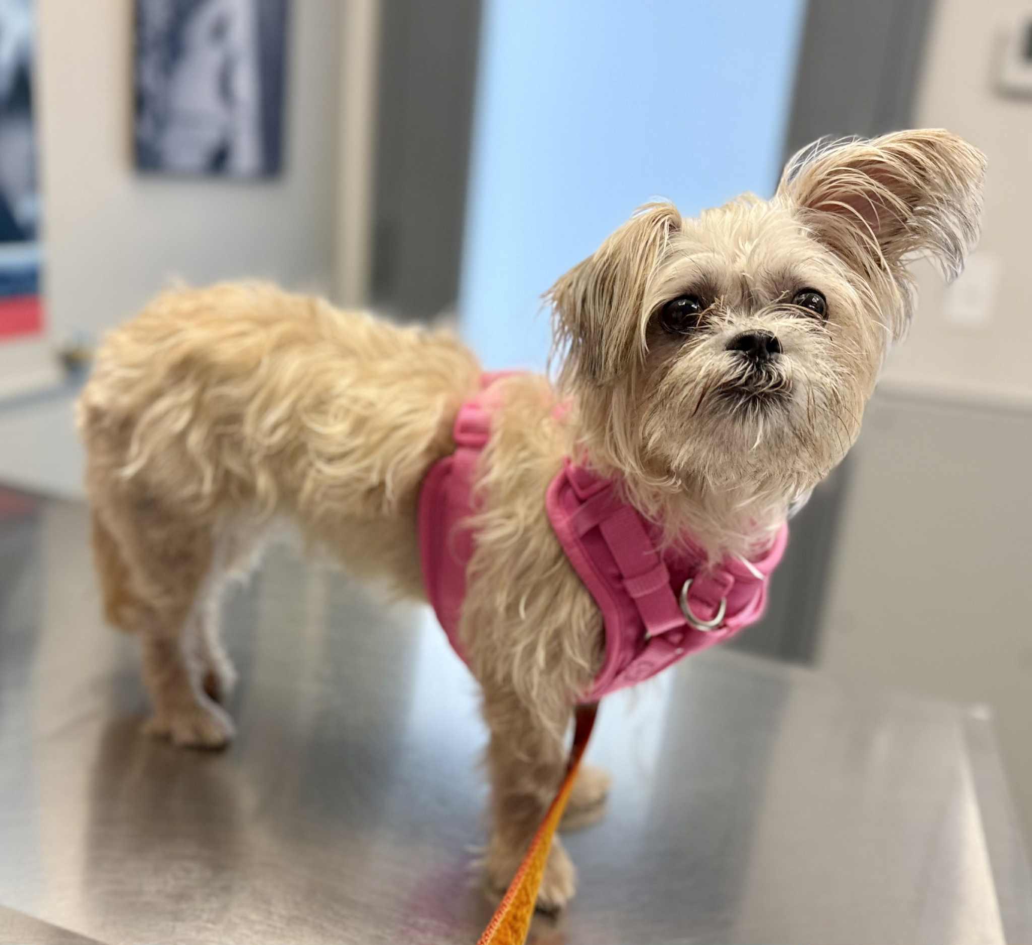 holli, Adopted, Adult Female Maltese.