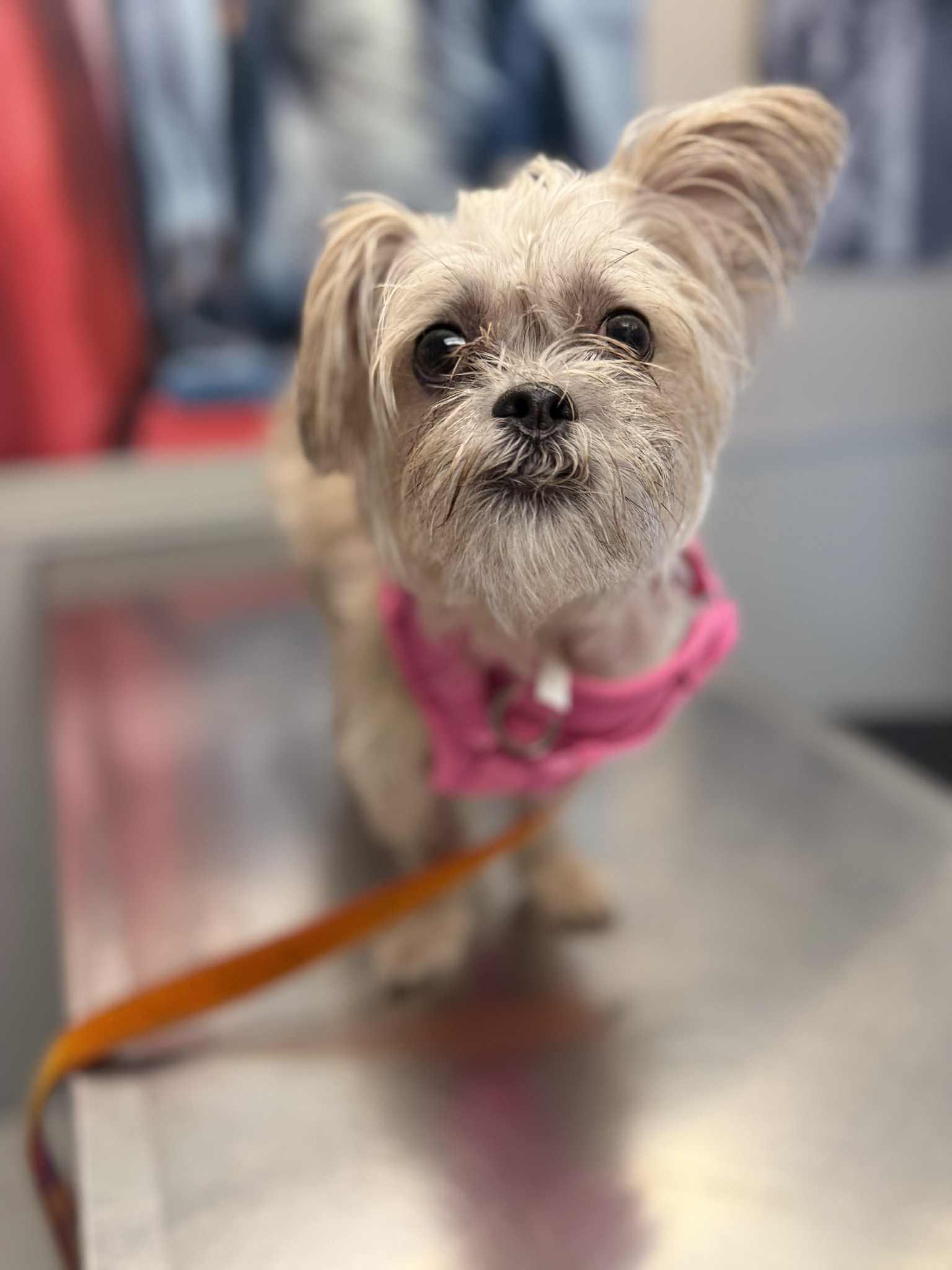 Enlarge holli, a Adopted mixed breed in Yonkers, NY image 2/3