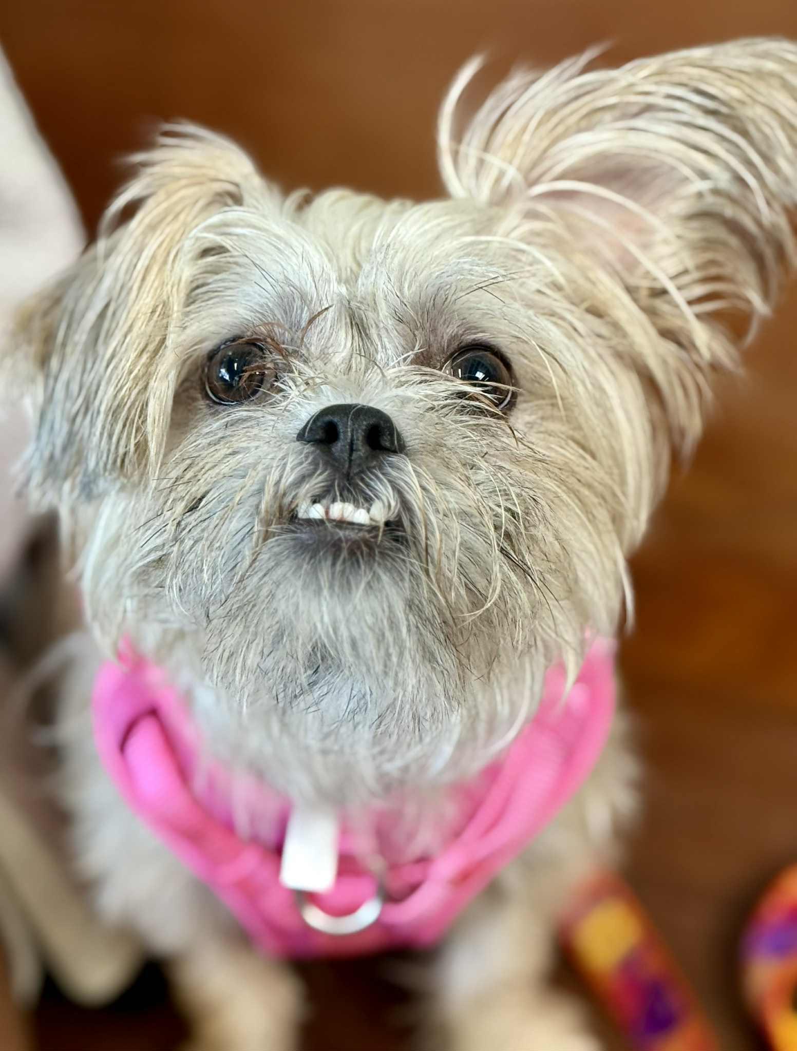 Enlarge holli, a Adopted mixed breed in Yonkers, NY image 3/3