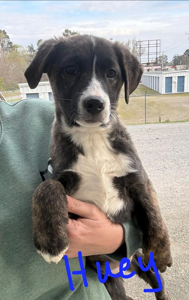 Enlarge Huey, a Adoptable Hound in Norfolk, MA image 1/1
