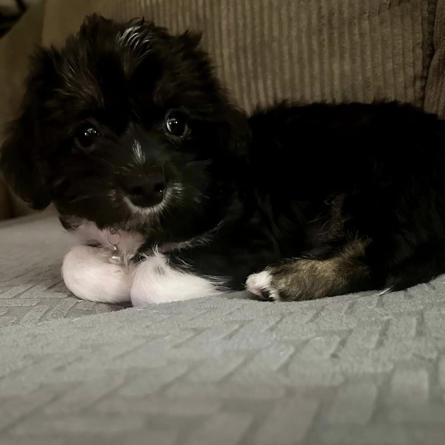 Phoebe