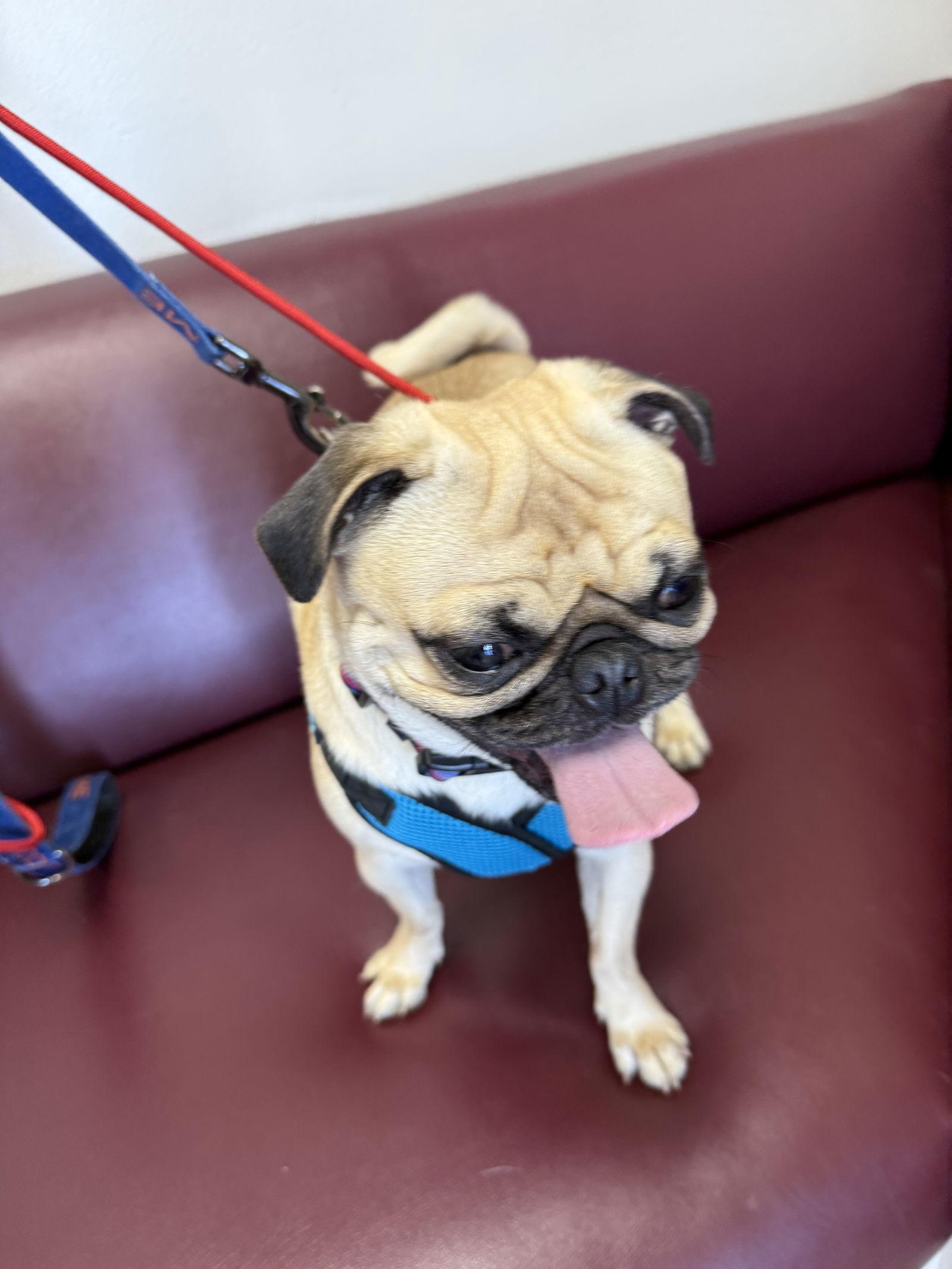 PorkChop, Adoptable, Young Male Pug.
