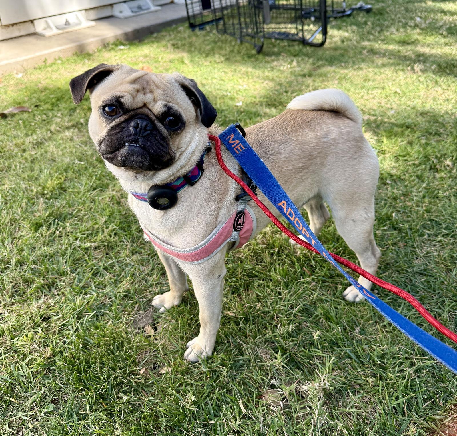 Enlarge PorkChop, a Adoptable Pug in Capistrano Beach, CA image 2/3