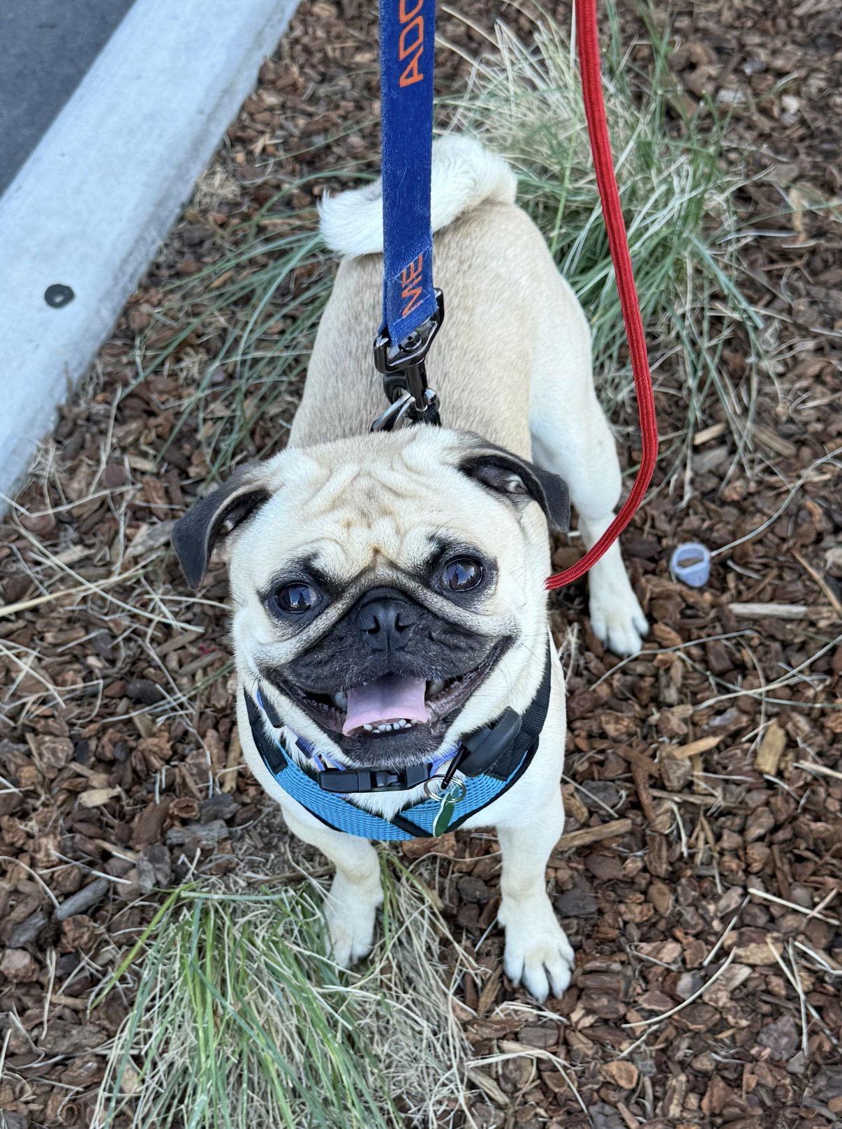 Enlarge PorkChop, a Adoptable Pug in Capistrano Beach, CA image 3/3