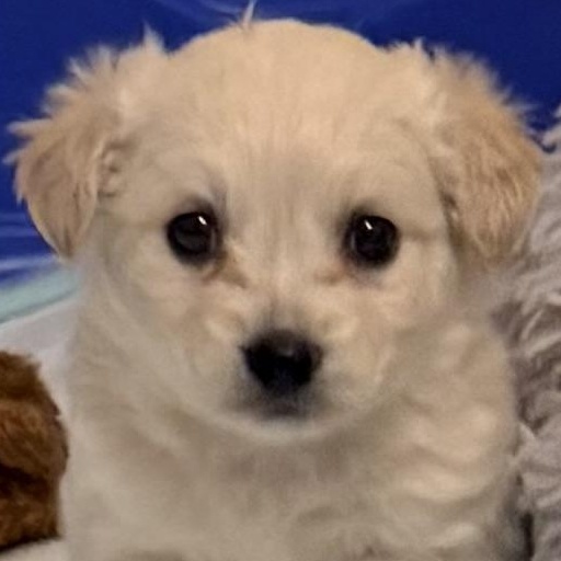 Jennie, ADOPTABLE, Puppy Female Maltipoo & Goldendoodle.