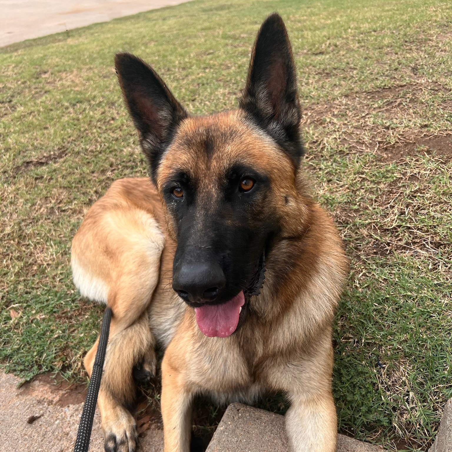 Zues, a Adoptable German Shepherd Dog in Sherman, TX image 1/2