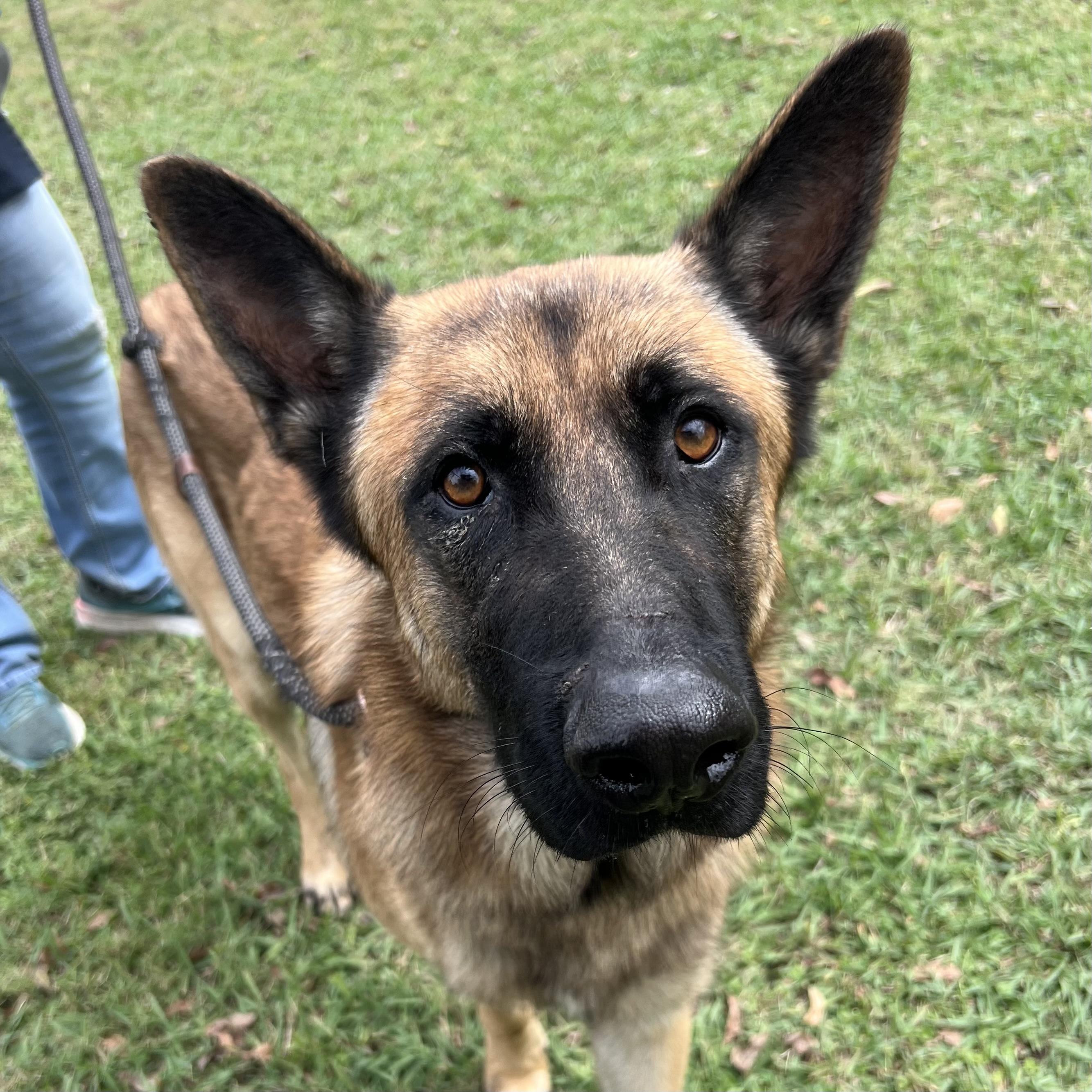 Zues, a Adoptable German Shepherd Dog in Sherman, TX image 2/2