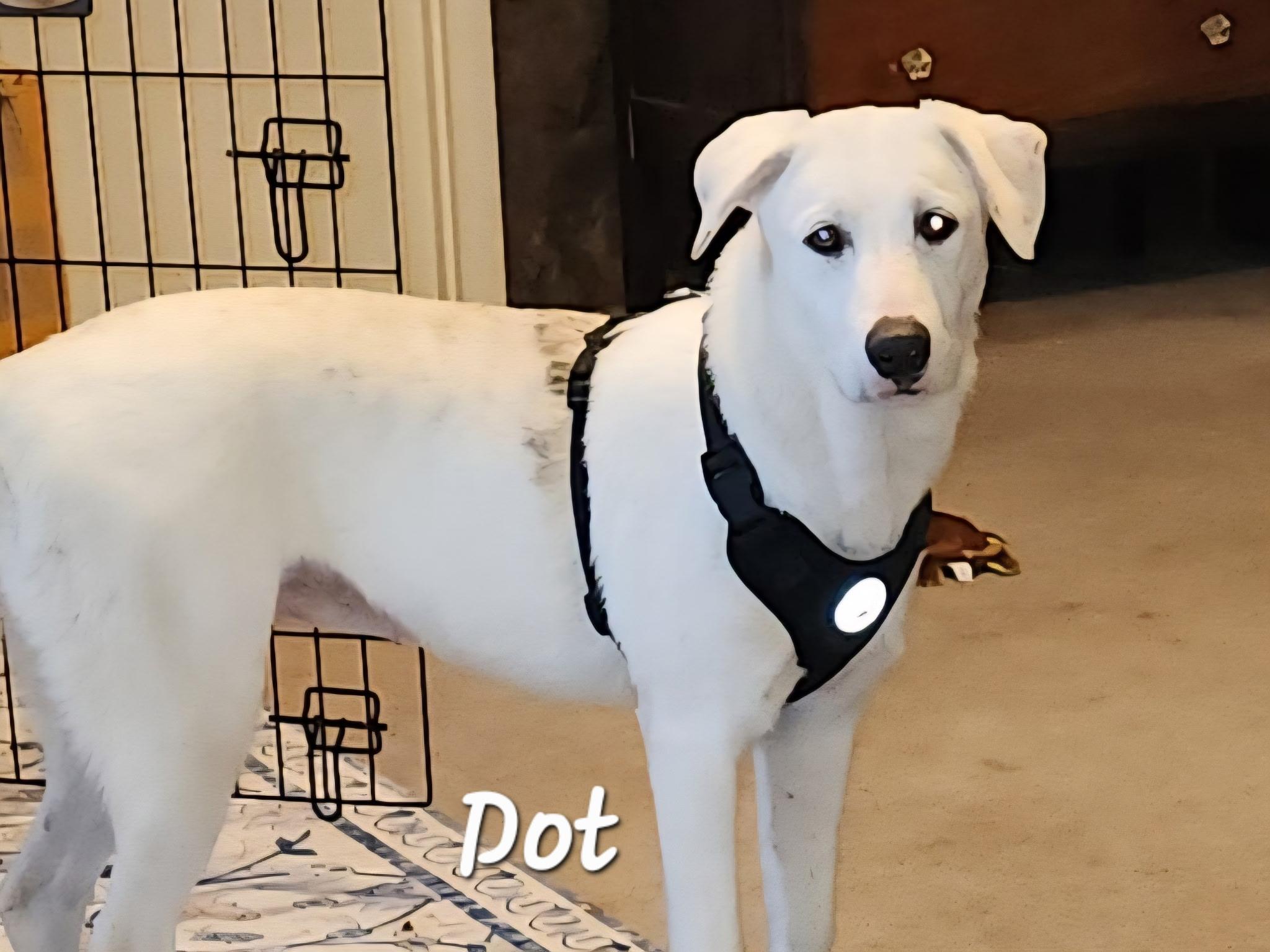 Enlarge Dot, a Adoptable mixed breed in katy, TX image 3/3