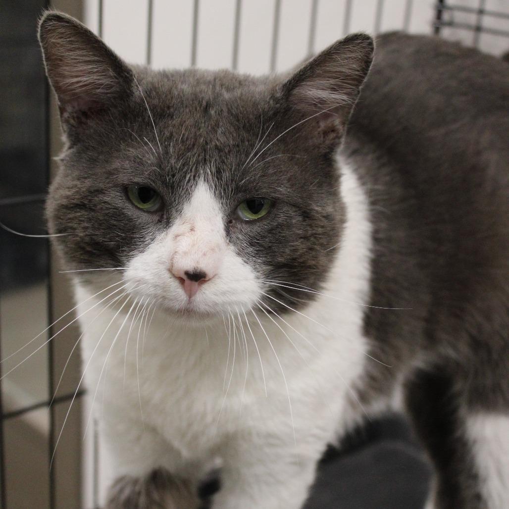Frank, Adoptable, Adult Male Domestic Short Hair.
