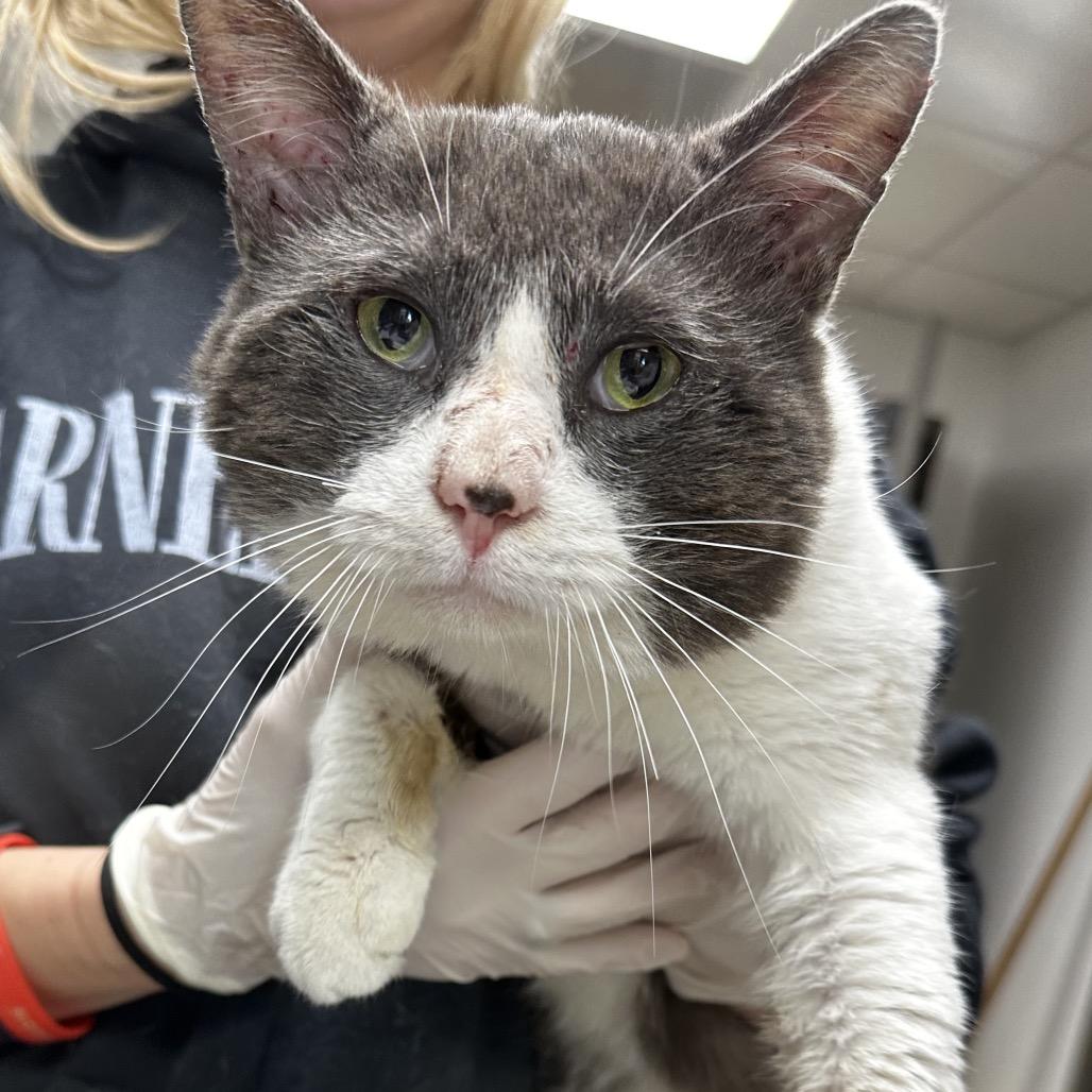 Enlarge Frank, a Adoptable Domestic Short Hair in Cleveland, MS image 1/1