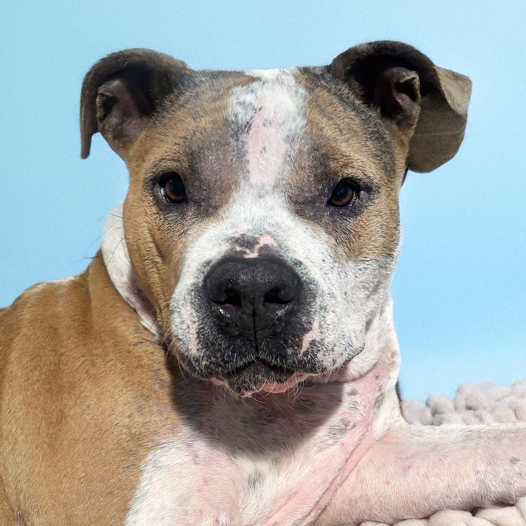 Eggnog, Young Male Pit Bull Terrier