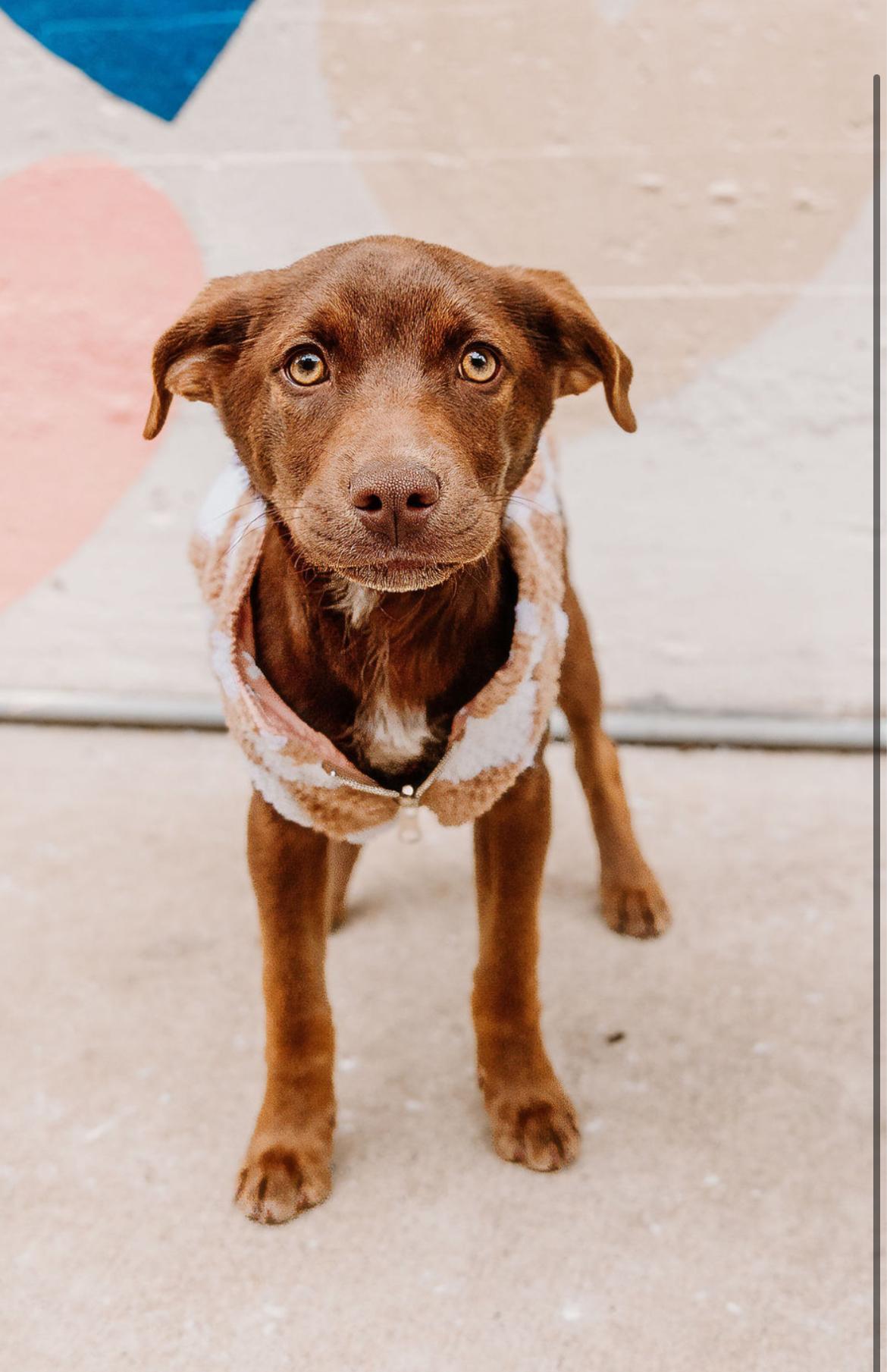 Enlarge Coco, an adopted Chocolate Labrador Retriever in Charlotte, NC image 1/1